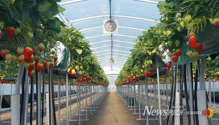 올해 첫 딸기 수확