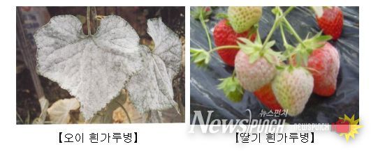 흰가루병(딸기, 오이, 멜론 등)