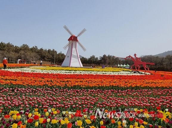 2023 섬 튤립축제