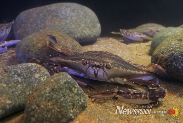 전남도 ‘맛있게‧즐겁게’ 게류와 갑각류 전시 눈길