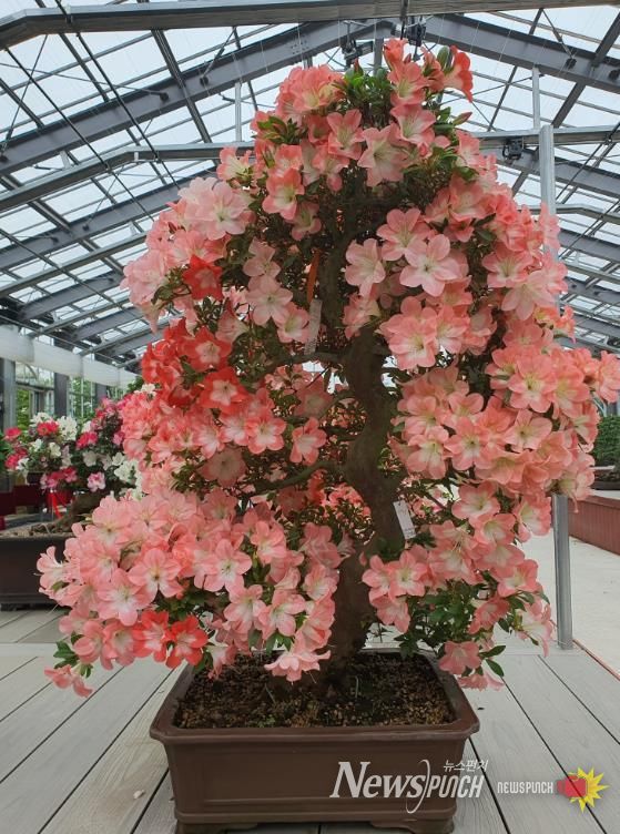 2023년 철쭉 분재 특별전에 전시된 작품