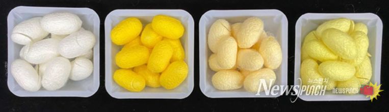 국산 누에품종별 누에고치 색상