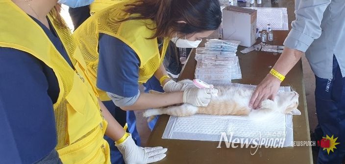 옹진군, 장봉도 길고양이 중성화수술 추진