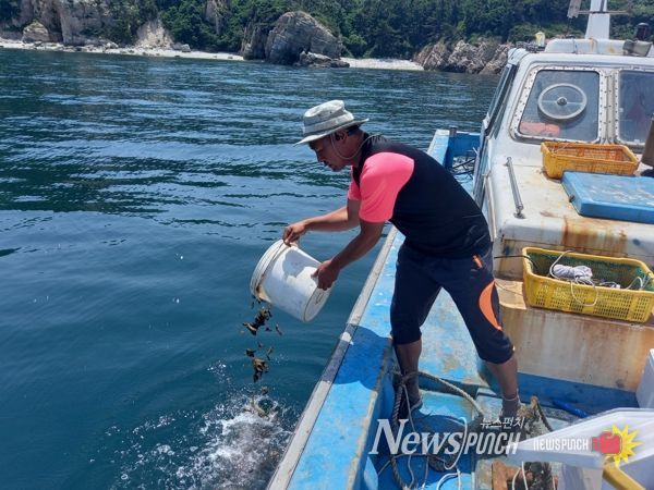 옹진군, 백령 면허어장에 해삼종자 28만마리 방류