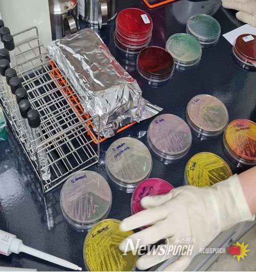 순수분리된 세균