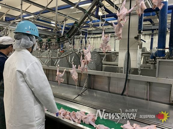 닭 도축검사 모습