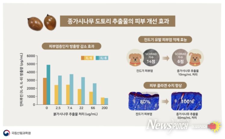 종가시나무 도토리 추출물의 피부 개선 효과