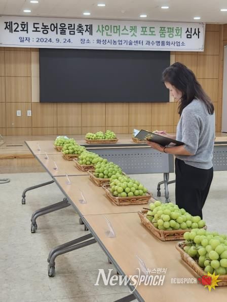 샤인머스캣 포도 품평회