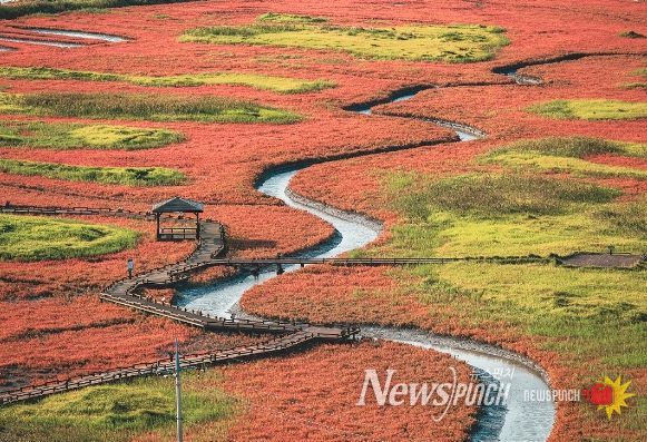 ‘섬 함초축제’가 개최되는 증도 태평염전 전경