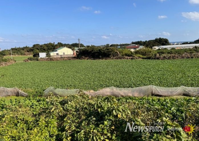 2024년 기본형 공익직불금 지급