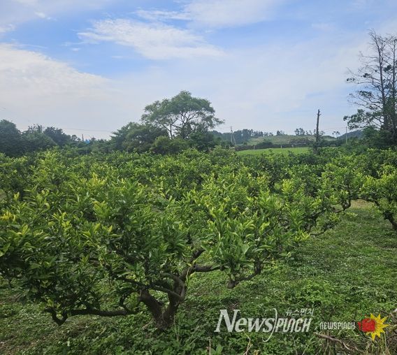 제주한의약연구원 감귤잎 혈당개선 효과 국제학술지 게재