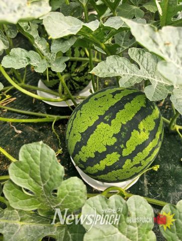 수박 주산지 충북, 과실 비대기 관리로 품질 UP! 수확량 UP!