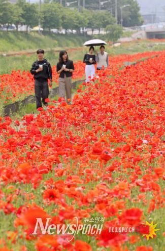임실 천변, 활짝 핀 꽃양귀비의 매력