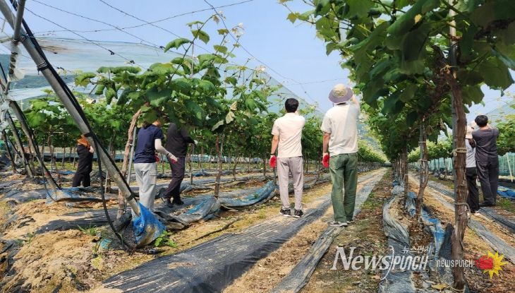 금산군청 경제과 직원들 일손돕기