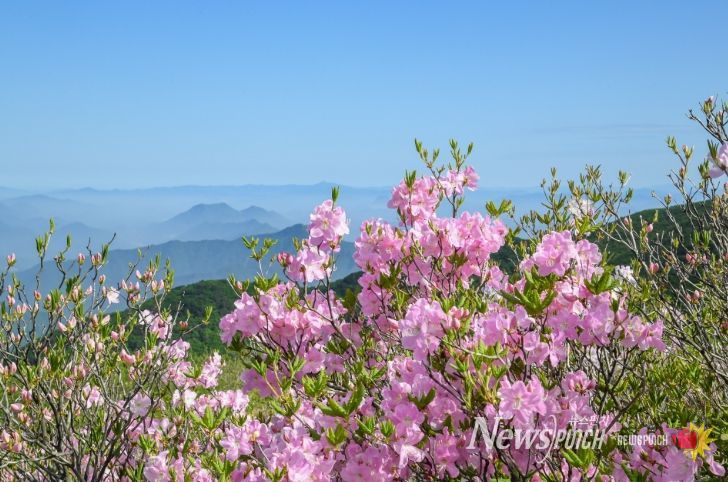 영주 소백산철쭉제 31일 개막