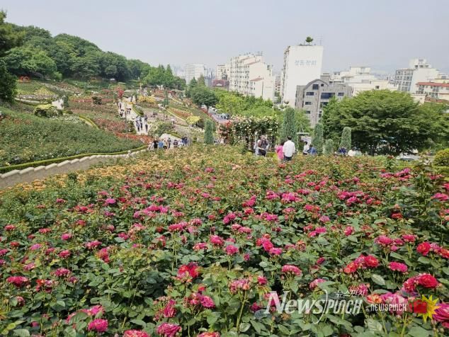 도당공원 백만송이장미원 모습