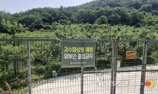 담양군, 과수화상병 예방 '총력'…