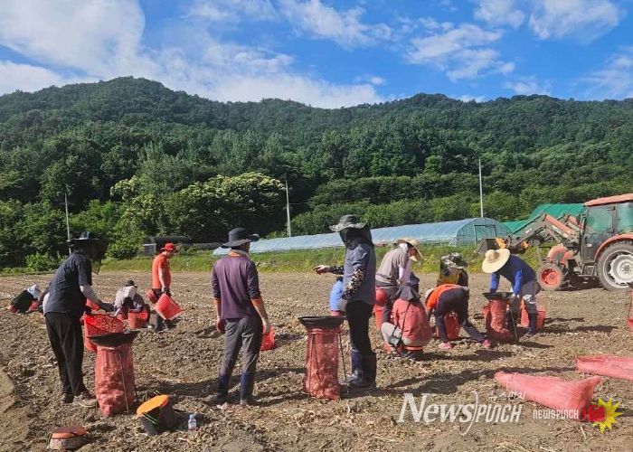 고령군 덕곡면·주민복지과·농업기술센터 공무원 마늘 수확철을 맞아 바쁜 농가에 ‘든든한 지원군’자처