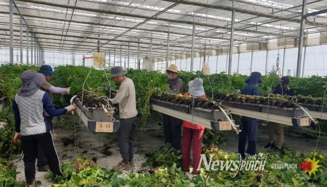 김제시 교통행정과 농촌일손돕기 봉사활동
