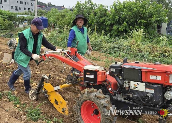 오산시 초평동새마을지도자협의회, 휴경지 활용 감자 수확으로 이웃사랑 실천