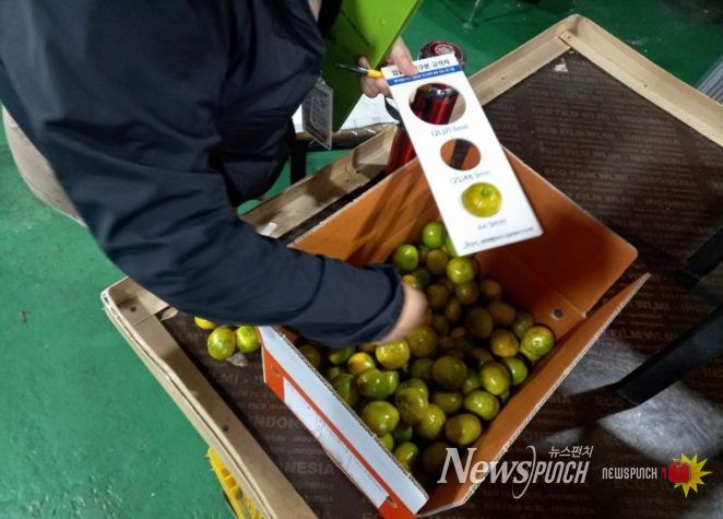 감귤유통지도 요원