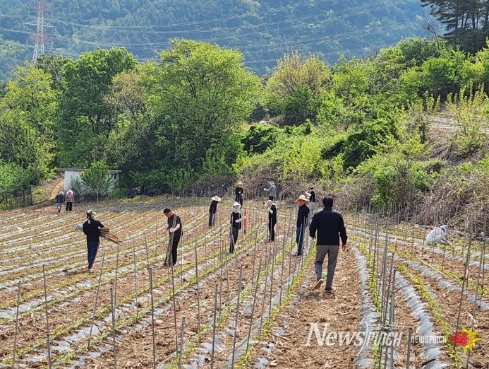 상반기 농촌일손돕기