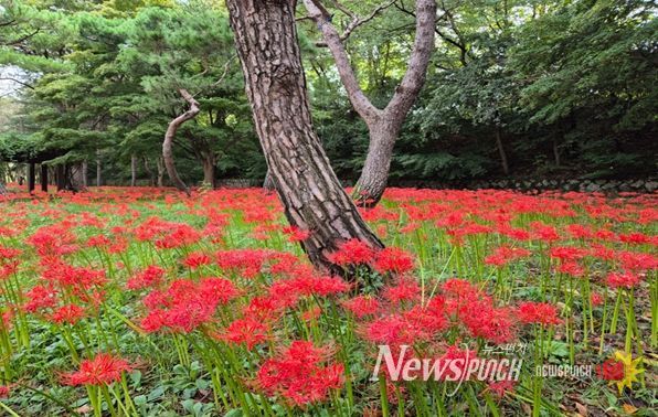 인천대공원, 꽃무릇·코스모스 절정