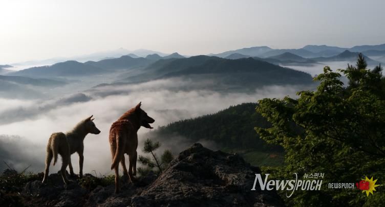 진도군, 천연기념물 진도개 보존관리비 지급 완료