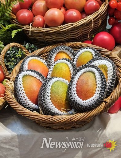 신규 답례품으로 선정된 애플망고(신안산)