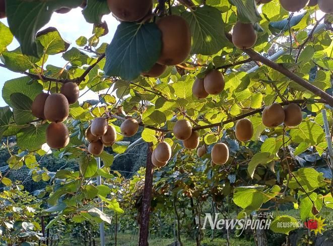 순천시 지역 대표 농산물 참다래 본격 출하
