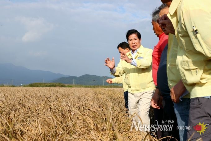 벼 깨씨무늬병, 정부 ‘농업재해’로 인정