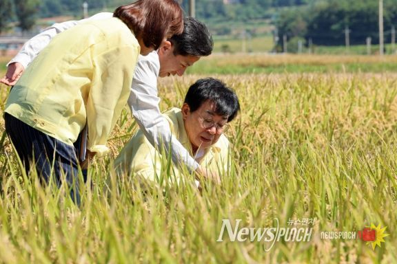 장흥군, 벼 깨씨무늬병 농업재해 최초 인정 ‘환영’