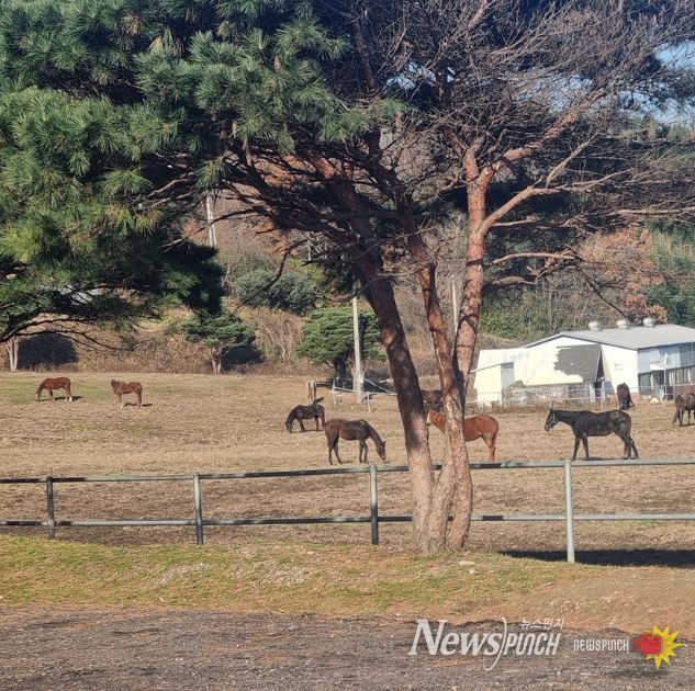 학생승마 지원사업 참여자 추가 모집