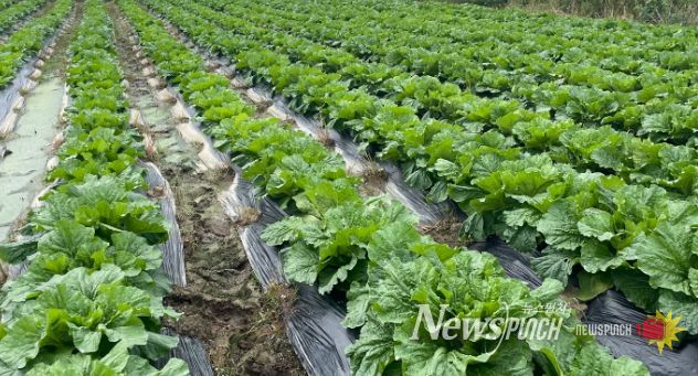 가을배추∙무 병해충 적기 방제