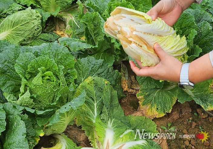 배추 후기 관리 방제 철저(무름병)