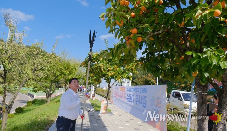 영동, 풍요로운 가을 정취 가득한 ‘감 따기 행사’ 열려