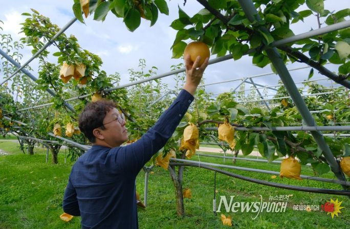 ‘영동 백년배’ 과일나라테마공원에서 황금빛 결실