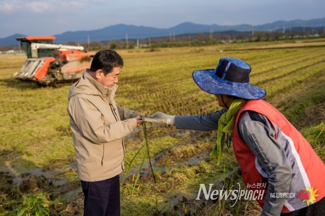 증평군 가을장마 피해 농가 방문(수발아 벼 살펴보는 이재영 군수)