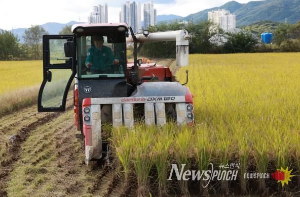 직접 콤바인 몰며 농민들과 현장 점검 하는 박영기 의장