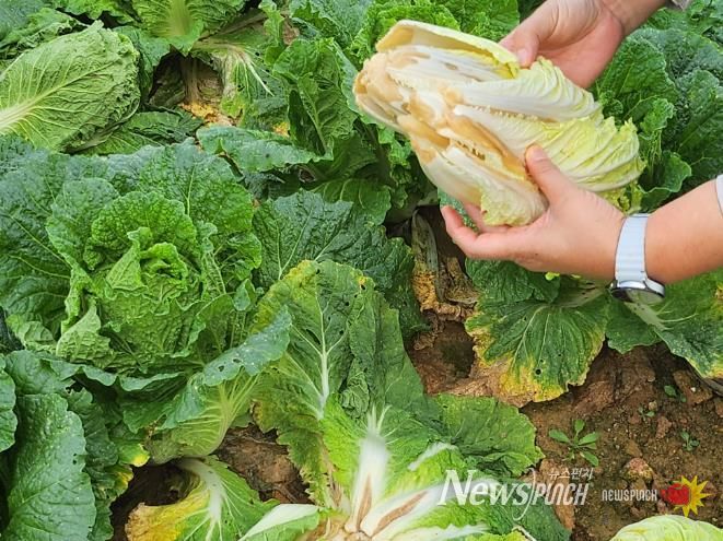 배추 후기 관리 방제 철저(무름병).