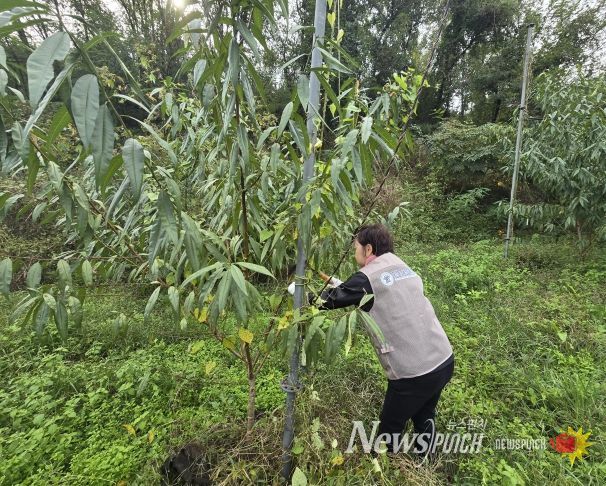 옥천교육지원청 청렴동호회, 2025. 하반기 농촌일손돕기 실시