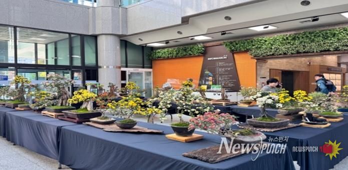 2024년 금정구청 1층 구민홀에서 개최된 국화분재 전시회