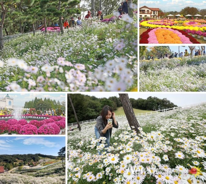 임실군, 국화와 구절초 등 만개