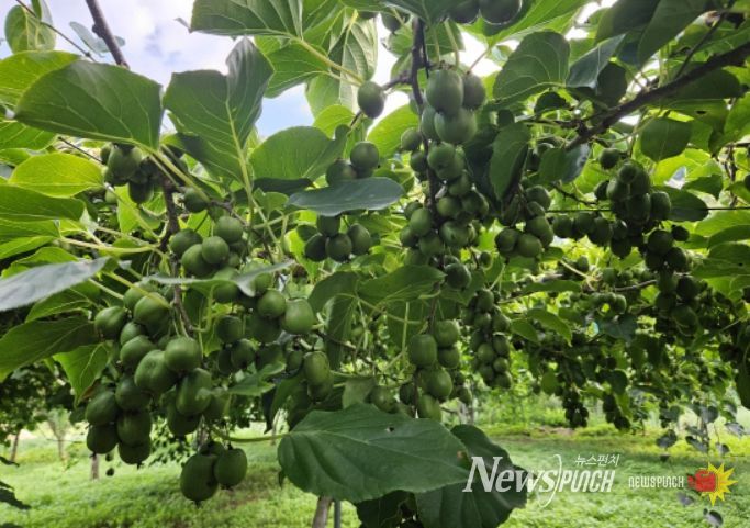 다래(품종명 오텀센스) 열매