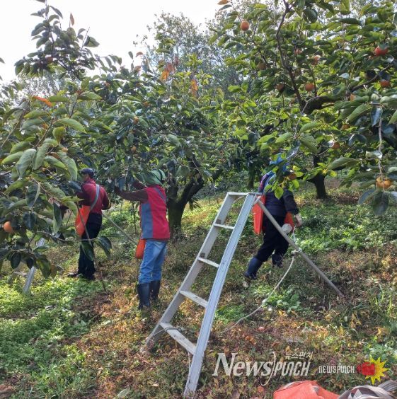 밀양시, 가을철 범시민 농촌일손돕기 본격 전개
