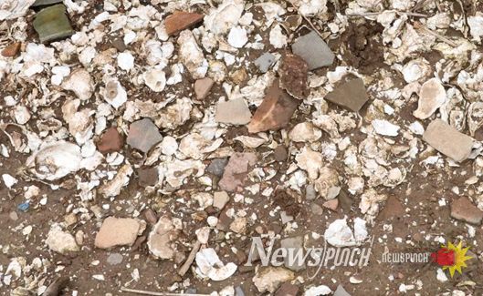 군산시 소재 패총유적 학술조사연구