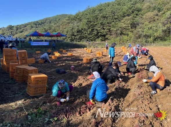 하동 농촌지도자회, 공동과제포 고구마 수확 “협동의 땀방울”
