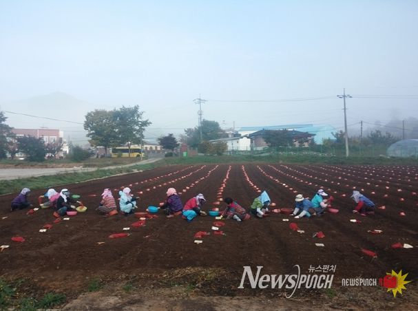 충북농기원, 가을철 마늘 파종 준비 철저 당부