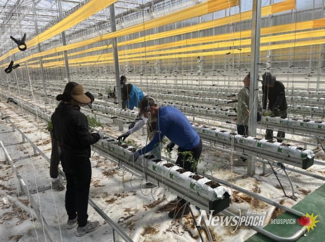 봉화군, 청년 창업농 경영실습 임대농장 실습용 토마토 정식