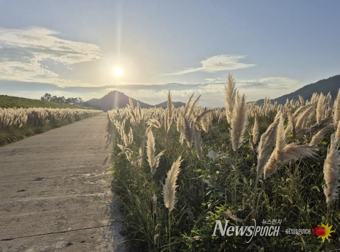 팜파스그라스 길 전경